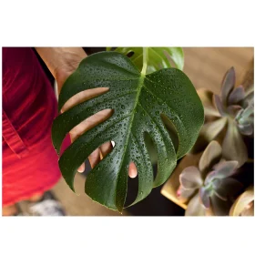 مراقبت از گیاهان برگ پهن